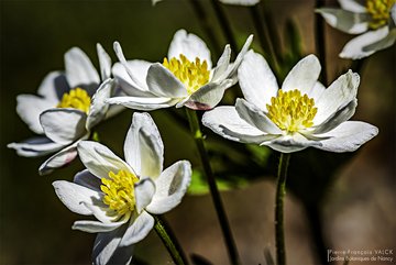 [Translate to English:] Anemone narcissiflora 