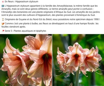 L’Hippeastrum stylosum appartient à la famille des Amaryllidaceae, la même famille que les Amaryllis, mais ce sont deux genres différents. Le terme amaryllis peut porter à confusion : l'Amarallys des botanistes est une plante originaire d'Afrique du Sud. Les amaryllis de nos jardins sont le plus souvent des cultivars d'Hippeastrum, des plantes provenant d'Amérique du Sud.  ⏳ Originaire de Guyane et du Nord-Est du Brésil, nous possédons notre spécimen depuis 1998 ! 🍂 Comme c'est une plante à bulbe, ses fleurs se développent en haut d’une hampe florale : les feuilles viendront après. 