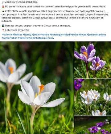 Crocus grandiflora : du genre Iridaceae, cette variété horticole est sélectionnée pour la grande taille de ses fleurs. Cette plante vernale apparaît au début du printemps, et termine son cycle végétatif en mai : c'est pourquoi il ne faut jamais tondre une zone à crocus avant leur séchage complet ! Néanmoins certaines espèces, comme le Crocus sativus (aussi connu sous le nom de safran), fleurissent en automne. Dans les Vosges, on peut trouver le Crocus vernus en nature.