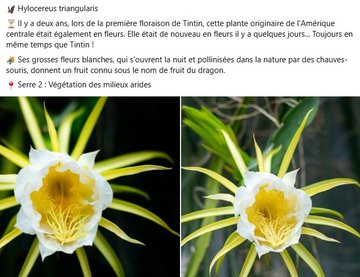 Hylocereus triangularis ⏳ Il y a deux ans, lors de la première floraison de Tintin, cette plante originaire de l'Amérique centrale était également en fleurs. Elle était de nouveau en fleurs il y a quelques jours... Toujours en même temps que Tintin ! 🐲 Ses grosses fleurs blanches, qui s'ouvrent la nuit et pollinisées dans la nature par des chauves-souris, donnent un fruit connu sous le nom de fruit du dragon. 📍 Serre 2 : Végétation des milieux arides
