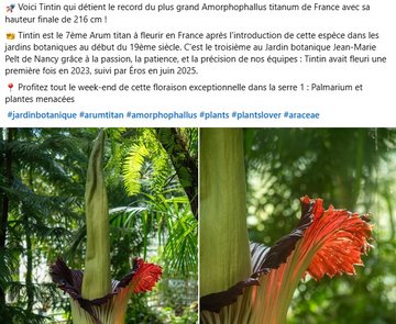 Tintin est le 7ème Arum titan à fleurir en France après l'introduction de cette espèce dans les jardins botaniques au début du 19ème siècle. C'est le troisième au Jardin botanique Jean-Marie Pelt de Nancy grâce à la passion, la patience, et la précision de nos équipes : Tintin avait fleuri une première fois en 2023, suivi par Éros en juin 2025.