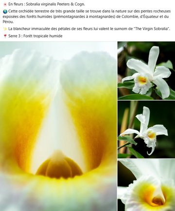 Sobralia virginalis Peeters & Cogn. 🌎 Cette orchidée terrestre de très grande taille se trouve dans la nature sur des pentes rocheuses exposées des forêts humides (prémontagnardes à montagnardes) de Colombie, d'Équateur et du Pérou. ✨ La blancheur immaculée des pétales de ses fleurs lui valent le surnom de "The Virgin Sobralia".  📍 Serre 3 : Forêt tropicale humide