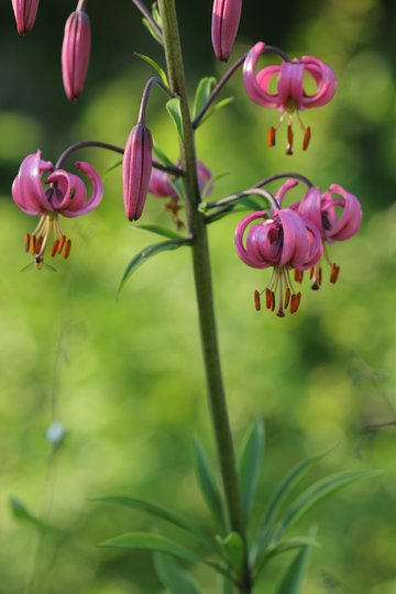 Lilium martagon © Jardins botaniques du Grand Nancy et de l'Université de Lorraine