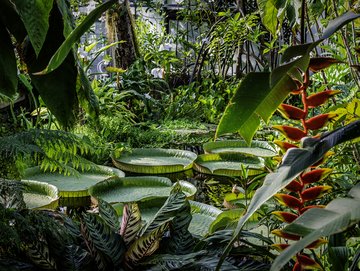 Cascade dans les serres tropicales © Jardins botaniques du Grand Nancy et de l'Université de Lorraine / P.-F. Valck