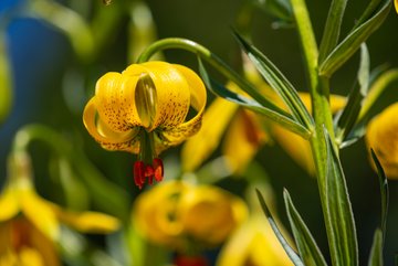Lilium pyrenaicum © Jardins botaniques du Grand Nancy et de l'Université de Lorraine / Julien Decollogne