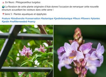 Phlogacanthus turgidus : La floraison de cette plante originaire d'Asie donne l'occasion de remarquer cette nouvelle structure accueillant les visiteurs dans cette serre ! Serre des Plantes aquatiques et épiphytes