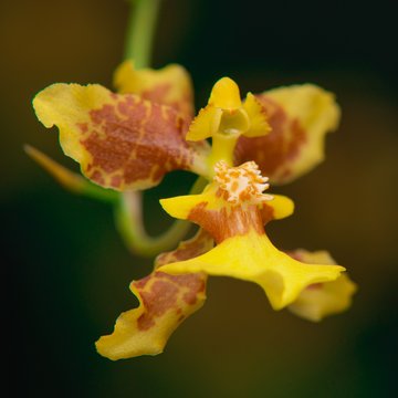 Oncidium leleui © Jardins botaniques du Grand Nancy et de l'Université de Lorraine / Julien DECOLLOGNE