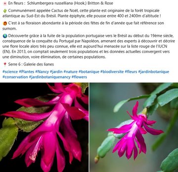 En fleurs : Schlumbergera russelliana. Communément appelée Cactus de Noël, cette plante est originaire de la forêt tropicale atlantique au Sud-Est du Brésil. Plante épiphyte, elle pousse entre 400 et 2400m d'altitude ! C'est à sa floraison abondante à la période des fêtes de fin d'année que fait référence son surnom. Découverte grâce à la fuite de la population portugaise vers le Brésil au début du 19ème siècle, conséquence de la conquête du Portugal par Napoléon, amenant des experts à découvrir et décrire une flore locale alors très peu connue, elle est aujourd'hui menacée sur la liste rouge de l'IUCN (EN). En 2013, on comptait seulement trois populations et les données actuelles convergent vers une diminution, voire élimination, de certaines populations. A voir dans la Galerie des lianes