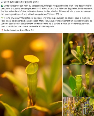 Zoom sur les Nepenthes pervillei Blume. Cette espèce tire son nom du collectionneur français Auguste Pervillé. Il fût l'une des premières personnes à observer cette espèce en 1841, à l'occasion d'une visite des Seychelles. Endémique des îles Seychelles dans l'Océan Indien (seulement les îles Mahé et Silhouette), elle pousse au sommet des monts granitiques à une altitude comprise en 350 m et 750 m. Il reste environ 2000 plantes sur quelques km² mais la population est stable, pour le moment. Pour ce qui est du Jardin botanique Jean-Marie Pelt, nous avons seulement un pied : l'Université de Lorraine est d'ailleurs actuellement en train de faire de la culture in-vitro de Nepenthes pervillei pour la multiplier, une culture nécessaire à sa sauvegarde.