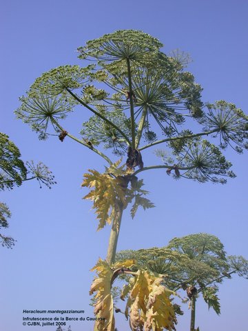 Heracleum mantegazzianum Sommier & Levier ou  Berce du Caucase