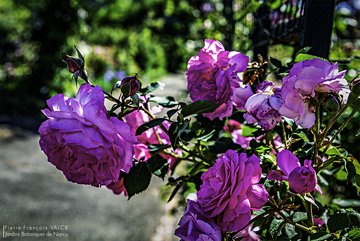 Photo d'un rosier en fleurs © P.-F. Valck
