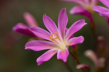 Lewisia cotyledon © Julien Decollogne