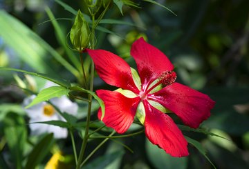 Hibiscus coccineus © Jardins botaniques du Grand Nancy et de l'Université de Lorraine / Julien DECOLLOGNE