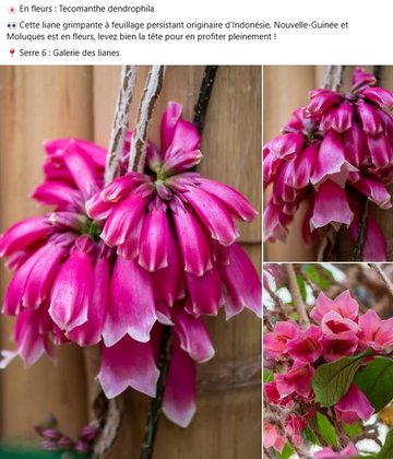 En fleurs : Tecomanthe dendrophila. Cette liane grimpante à feuillage persistant originaire d'Indonésie, Nouvelle-Guinée et Moluques est en fleurs. Levez bien la tête pour en profiter pleinement ! à voir dans Galerie des lianes