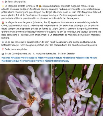 Le nom floral “Magnolia” a été donné en l’honneur du botaniste français Pierre Magnol, apprécié pour ses contributions à la classification des plantes.  📍 Collections tempérées 📸 © Léa Dalle @leadalle.pro | © Morgane Bonneville | © Sarah Gressier
