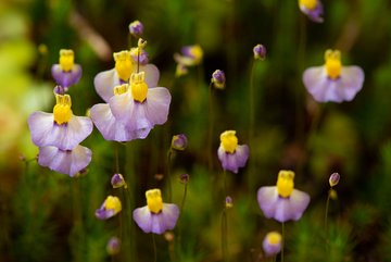 Utricularia bisquamata © Jardins botaniques du Grand Nancy et de l'Université de Lorraine / Julien DECOLLOGNE