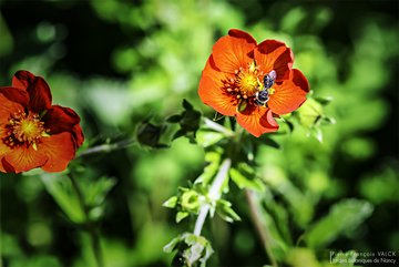 [Translate to English:] Potentilla atrosanguinea