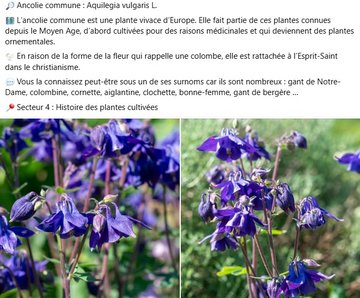  L’ancolie commune est une plante vivace d’Europe. Elle fait partie de ces plantes connues depuis le Moyen Age, d’abord cultivées pour des raisons médicinales et qui deviennent des plantes ornementales. 🕊️ En raison de la forme de la fleur qui rappelle une colombe, elle est rattachée à l’Esprit-Saint dans le christianisme. 💬 Vous la connaissez peut-être sous un de ses surnoms car ils sont nombreux : gant de Notre-Dame, colombine, cornette, aiglantine, clochette, bonne-femme, gant de bergère …