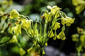 Primula sikkimensis © P.-F. Valck