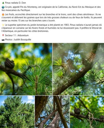  Pinus radiata D. Don 🌎 Ce pin, appelé Pin du Monterey, est originaire de la Californie, du Nord-Est du Mexique et des îles mexicaines du Pacifique. 🔥 Les fruits, accrochés directement sur les branches et le tronc, sont des cônes sérotineux : Ils ne s’ouvrent et délivrent les graines que lors de très grosses chaleurs ou de feux de forêts. Ils peuvent rester au moins 15 ans sur les branches sans s’ouvrir. ✨ Le superbe spécimen du jardin botanique a été planté en 1983. Pinus radiata n’aurait jamais dû s’épanouir en Lorraine car les hivers froids et humides ne lui réussissent pas. Il préfère le littoral de l’Atlantique, en particulier les côtes bretonnes. 📍 Secteur 11 : Arboretum 📸 Photos : Judith Bourguille