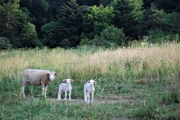 Photo des moutons