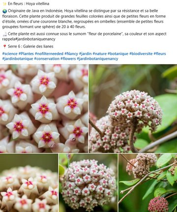 Hoya vitellina : Originaire de Java en Indonésie, Hoya vitellina se distingue par sa résistance et sa belle floraison. Cette plante produit de grandes feuilles colorées ainsi que de petites fleurs en forme d'étoile, ornées d'une couronne blanche, regroupées en ombelles (ensemble de petites fleurs groupées formant une sphère) de 20 à 40 fleurs.  Cette plante est aussi connue sous le surnom "fleur de porcelaine". Dans la galerie des lianes