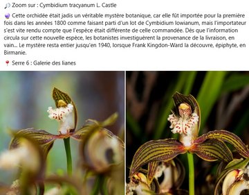Zoom sur le Cymbidium tracyanum L. Castle. Cette orchidée était jadis un véritable mystère botanique, car elle fût importée pour la première fois dans les années 1800 comme faisant parti d'un lot de Cymbidium lowianum, mais l'importateur s'est vite rendu compte que l'espèce était différente de celle commandée. Dès que l'information circula sur cette nouvelle espèce, les botanistes investiguèrent la provenance de la livraison, en vain... Le mystère resta entier jusqu'en 1940, lorsque Frank Kingdon-Ward la découvre, épiphyte, en Birmanie. A voir dans la Galerie des lianes