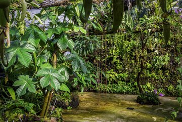 Photo de la serre consacrée aux relations entre les plantes et les animaux