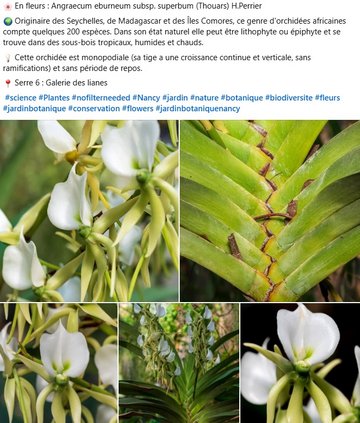 Angraecum eburneum subsp. superbum : originaire des Seychelles, de Madagascar et des Îles Comores, ce genre d'orchidées africaines compte quelques 200 espèces. Dans son état naturel elle peut être lithophyte ou épiphyte et se trouve dans des sous-bois tropicaux, humides et chauds. Cette orchidée est monopodiale (sa tige a une croissance continue et verticale, sans ramifications) et sans période de repos. 