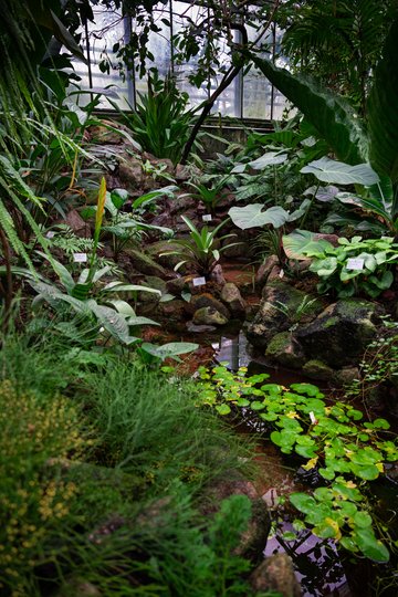 Cascade dans les serres tropicales © Jardins botaniques du Grand Nancy et de l'Université de Lorraine / Julien DECOLLOGNE