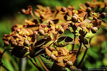 Euphorbia griffithii