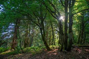 Hetraie du Jardin d'altitude du Haut Chitelet © Julien Decollogne