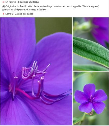 Tibouchina urvilleana, Originaire du Brésil, cette plante au feuillage duveteux est aussi appelée "Fleur araignée", surnom inspiré par ses étamines articulées. Dans la erre Galerie des lianes