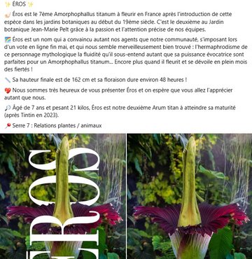 Éros est le 7ème Amorphophallus titanum à fleurir en France après l'introduction de cette espèce dans les jardins botaniques au début du 19ème siècle. C'est le deuxième au Jardin botanique Jean-Marie Pelt grâce à la passion et l'attention précise de nos équipes. 🌈 Éros est un nom qui a convaincu autant nos agents que notre communauté, s'imposant lors d'un vote en ligne fin mai, et qui nous semble merveilleusement bien trouvé : l'hermaphrodisme de ce personnage mythologique la fluidité qu'il sous-entend autant que sa puissance évocatrice sont parfaites pour un Amorphophallus titanum... Encore plus quand il fleurit et se dévoile en plein mois des fiertés ! 📏 Sa hauteur finale est de 162 cm et sa floraison dure environ 48 heures ! 💖 Nous sommes très heureux de vous présenter Éros et on espère que vous allez l'apprécier autant que nous. 
